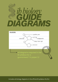 IB Biology SL/HL Syllabus Diagrams